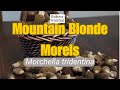 The Mountain Blonde Morel- Morchella tridentina