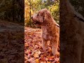 Come on a Fall Hike with me [Labradoodle] #shorts