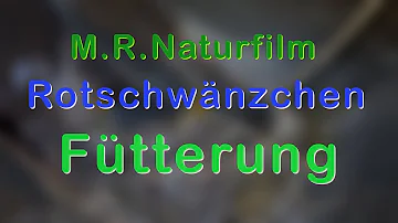 Kann ich Rotschwänzchen füttern?