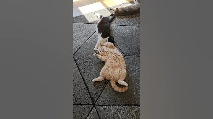 Video 10531211: grey british shorthair male, sleepy cat, cute sleepy cat, cat show, adorable cats