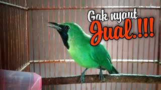 Pancingan Cucak ijo mini bahan biar cepat bunyi