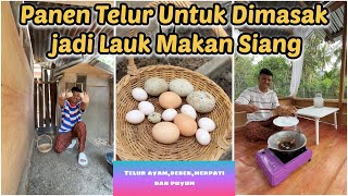 Harvesting Chicken, Duck, Quail and Pigeon eggs at ZUPARDI FARM and cooking them as side dishes f...