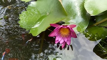 Nuôi cá bảy màu và cá hồng kim trong chậu xi măng trồng hoa súng 2019