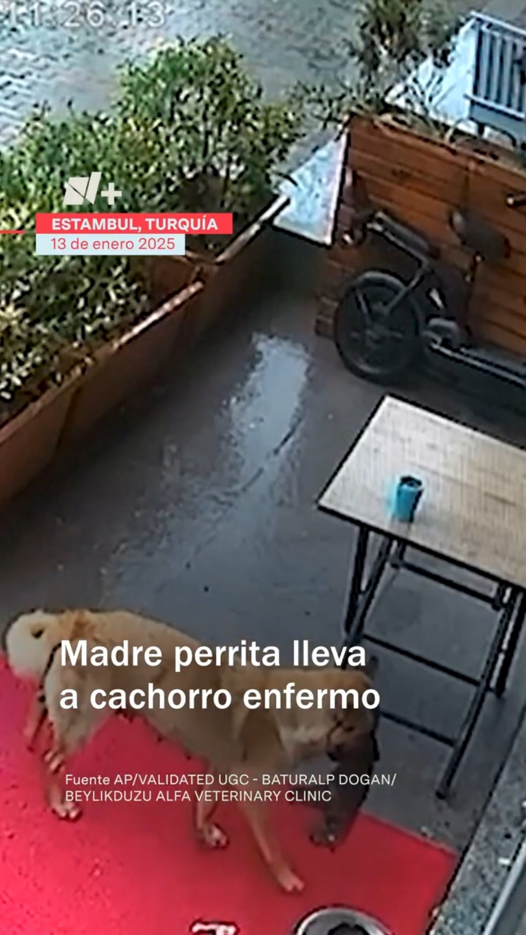 Madre perrita impacta a veterinarios al llevar a su cachorro inconsciente a su puerta - N+ #Shorts