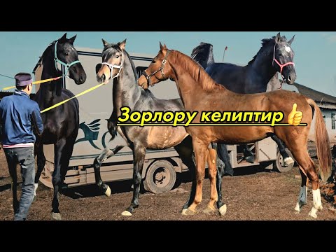 видео: Германиядан жаңы Аргымактар келди 👆👆👆