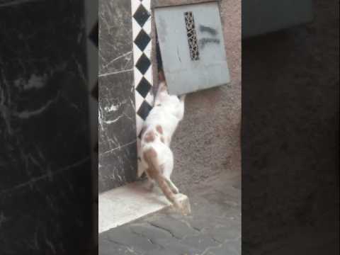 سبحان الله قطة تأتي بقوت يومها  اكسبلور دويتو    
