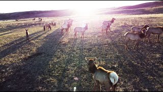 Alberta ELK Fly Over