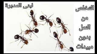 التخلص من النمل بطرق طبيعية