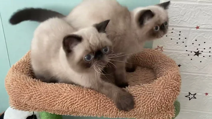 Video 6086411: cat exotic shorthair kitten, exoticshorthair kittens