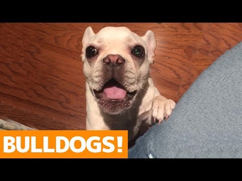 Cutest Bulldog Compilation 2019 | Funny Pet Videos