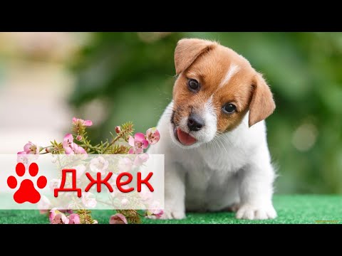 Джек-рассел-терьер | Характер,