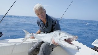 A Barracuda Big Enough to Smash Your Ribs Open