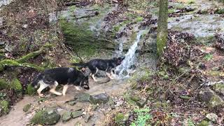 German Shepherd Waterfall playtime #shorts