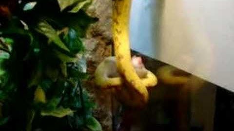 green tree python eats a mouse