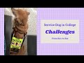 The CHALLENGES of having a SERVICE DOG in COLLEGE