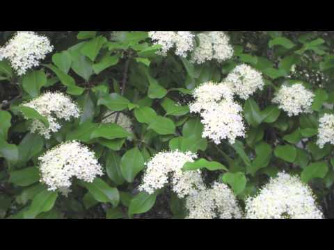 Video: Viburnum Negro