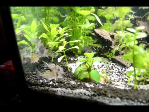 My Spotted Hoplo Catfish from YouTube · Duration: 48 seconds · 646 views · uploaded on 9/5/2013 · uploaded by Nathyboi5000 My Spotted Hoplo Catfish from YouTube · Duration: 48 seconds · 646 views · uploaded on 9/5/2013 · uploaded by Nathyboi5000