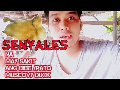 Video: Bakit Lumalangoy Ang Pato