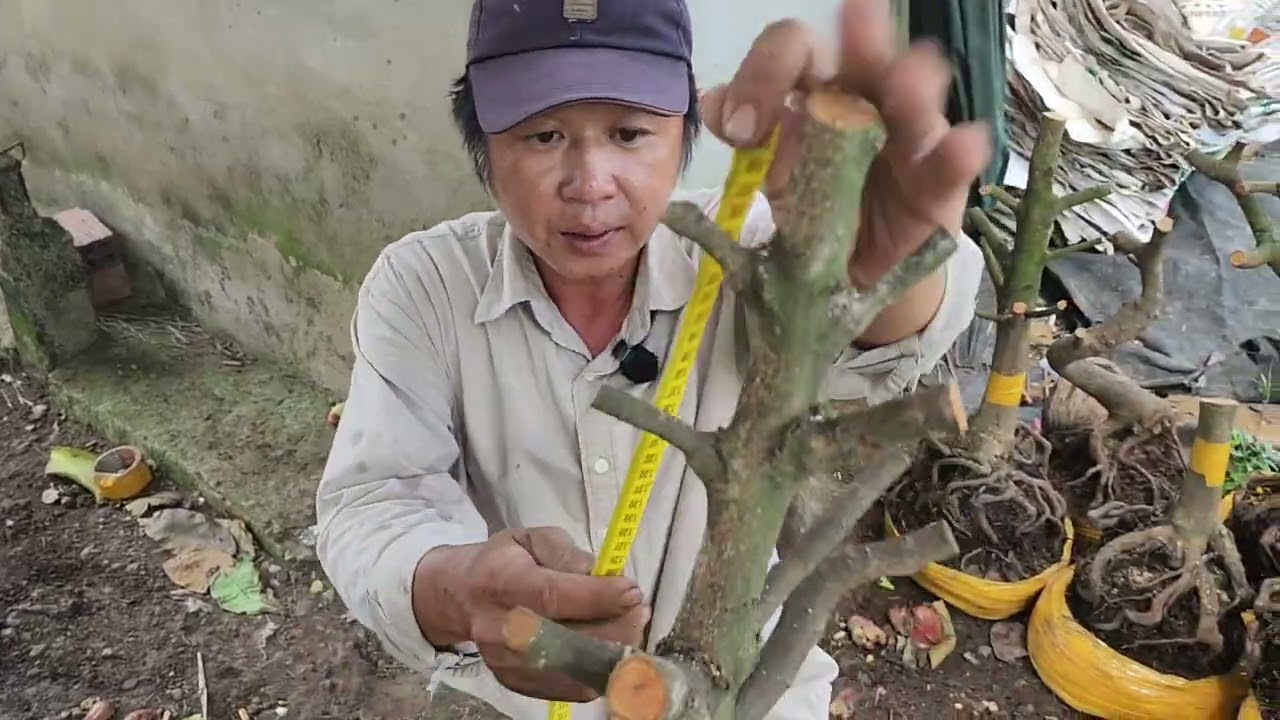 10/3 a Thiện 0379579754 phôi mai bonsai đẹp giá rẻ 