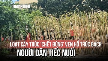 Loạt cây trúc "chết đứng" ven hồ Trúc Bạch, người dân tiếc nuối