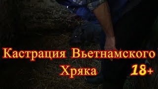 Кастрация Вьетнамского Хряка🐷 Кастрация Вьетнамского Хряка🐷