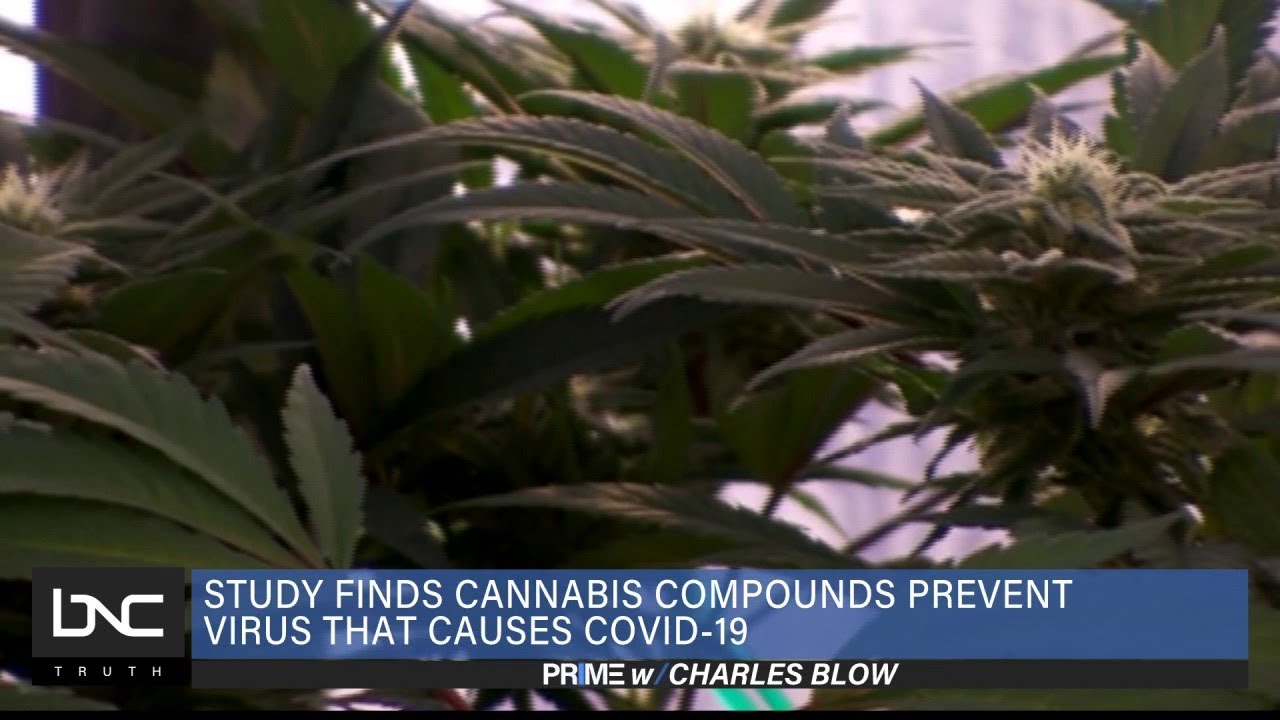 Study Finds Cannabis Compounds Prevent Virus That Causes COVID-19