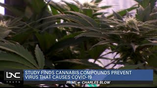 Study Finds Cannabis Compounds Prevent Virus That Causes COVID-19
