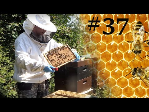 imkern-mit-einem-anfänger-#37