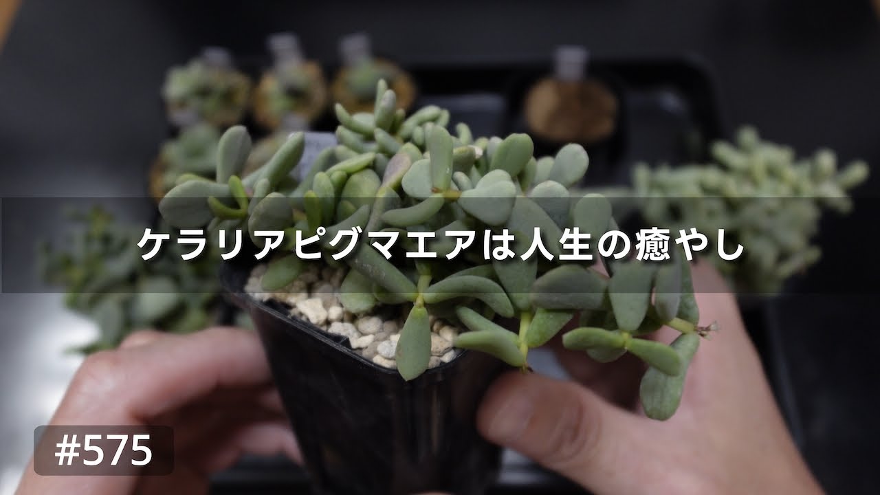 vlog: 575 | Relaxed Gardening: All About Everyone's Favorite