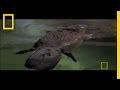 Platypus parts  national geographic