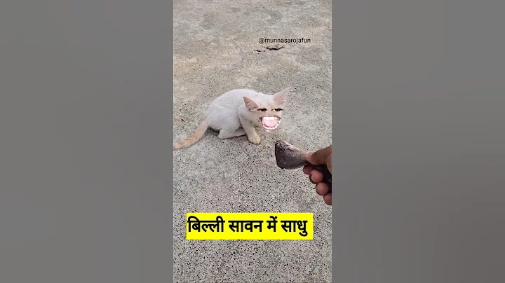 Video 10202291: funny pets animals dog, pets animals funny laugh, animals pets funny fails, funny cat