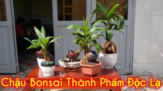 Bul Dừa || Bonsai Dừa || Cây Cảnh Phong Thủy, Cây Kiểng Mini|| Thành Phẩm Độc Lạ