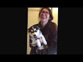 VIDEO: Talking husky puppy