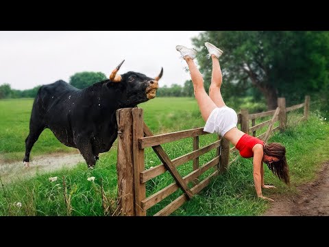 When Animals Go On A Rampage And Got Caught On Camera 