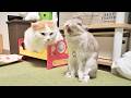お気に入りのベッドを猫に取られちゃったうさぎさん