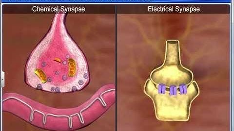 CBSE Class 11 Biology || Generation & Conduction of Nerve Impulse