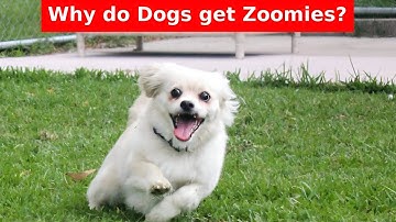 🐶 Why Do Dogs Get Zoomies? || The Science Behind the Madness ⚡