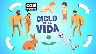 El Ciclo de la Vida En 1 Minuto y Medio | Casi Creativo