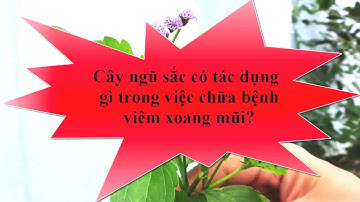 Chữa bệnh Viêm Xoang Mũi bằng cây Ngũ Sắc   Cây Cứt Lợn 1