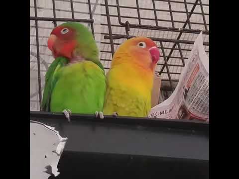 ボタンインコビビちゃんと八重桜インコのエース君 Youtube ボタンインコビビちゃんと八重桜インコのエース君 Youtube
