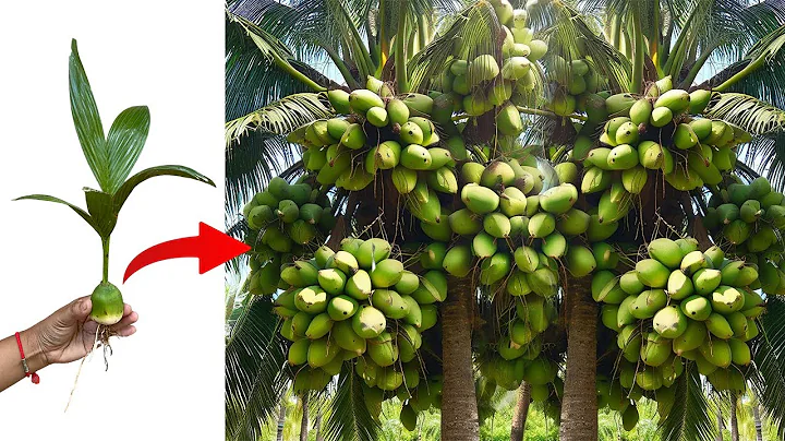 New technique to propagate coconut with banana to get many fruits in a short time