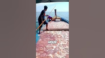 Catching jellyfish job #shorts #science