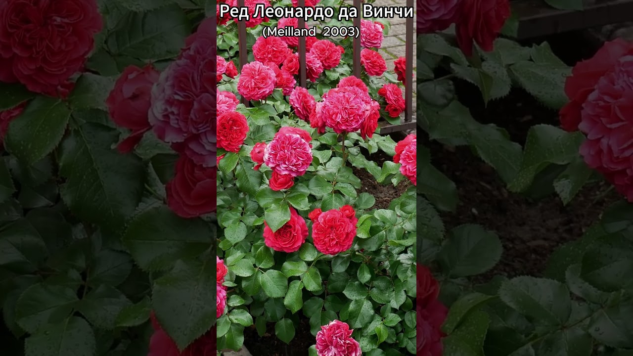 Ред Леонардо да Винчи. Обзор сорта за 1 минуту!