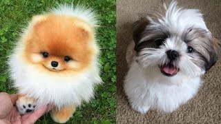 Top 5 Best Cute Small Size Dogs | Hindi | 2020