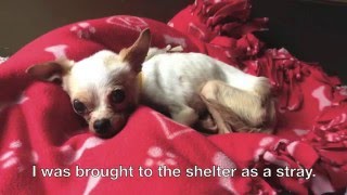 When Life Gives You Lemons: A small dog's recovery journey.