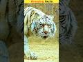 इस दुनिया का सबसे peaceful tiger। Amazing facts #facts #h2facts #shorts
