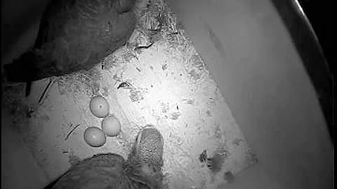 Eggs Gray parrots - Яйца попугаев жако !