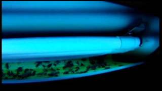 catchmaster 911 uv fly machine catches lots of flies.mov
