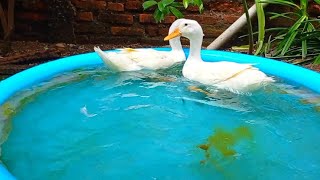White cute ducks, catching ducks, ducks swimming and playing#cuteducks #duckswimming #duckmukbang