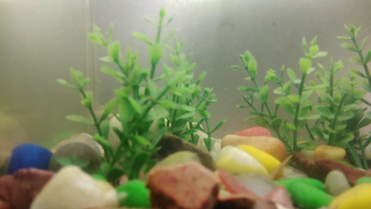 gouramis and shrimp Caught some native indian loaches